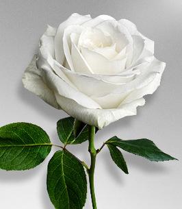 Phyllis June Ridinger Thomas